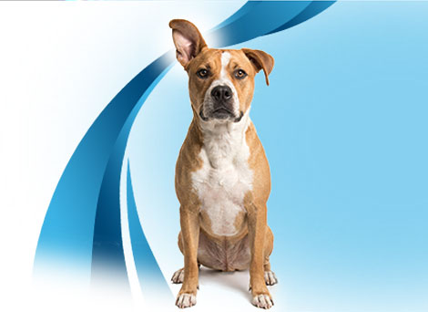 Simplera_bioequivalent